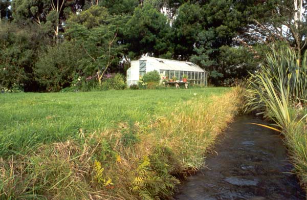  I grow tomatoes and whiteflies in the glass-house in summer. 