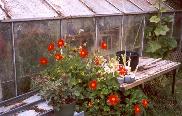  This dahlia can stay. 