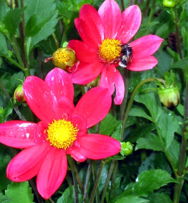  Red is a great colour in a country garden. 