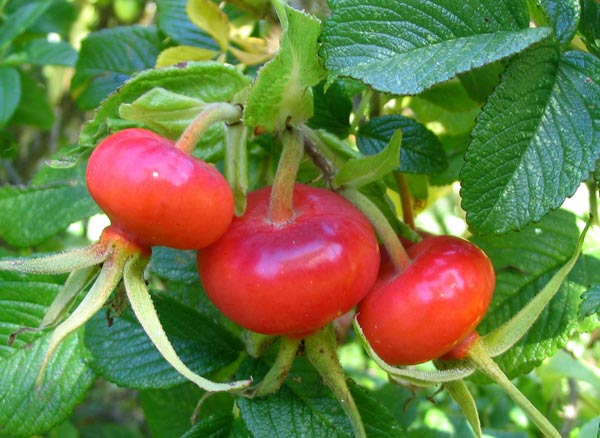  Some of my rugosa roses have wonderful bright red hips. 