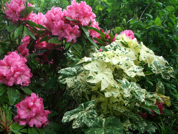  See - these mallows do make beautiful foliage plants... 