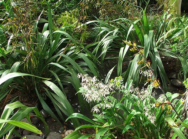  By the edge of the little Wattle Woods pond. 