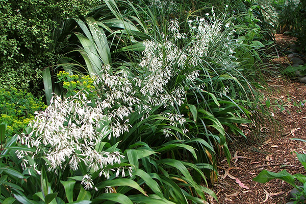  Edged with Renga Renga - Rock Lilies. 