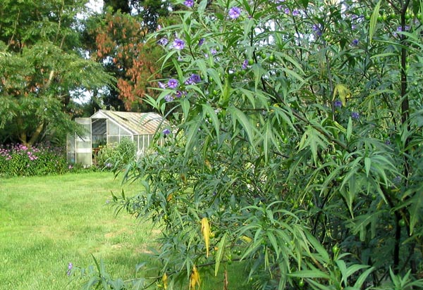  The trees to the side of this picture are actually weeds. 