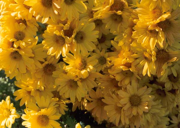 and more yellow and more yellow