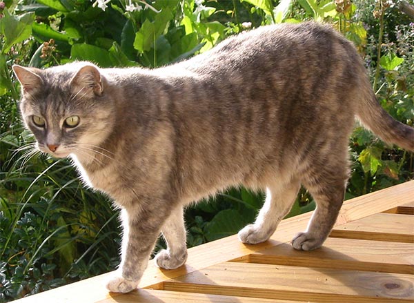  Jerome on the patio table. 