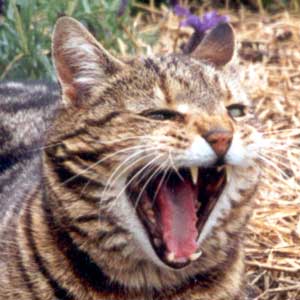 garden-copyright-angry-cat.jpg