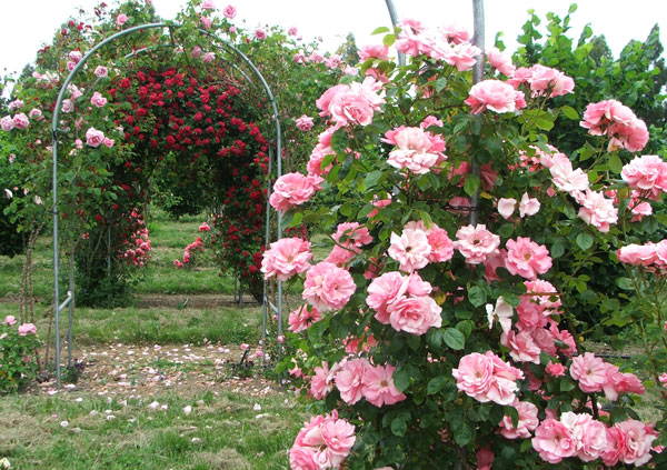  In the orchard. 