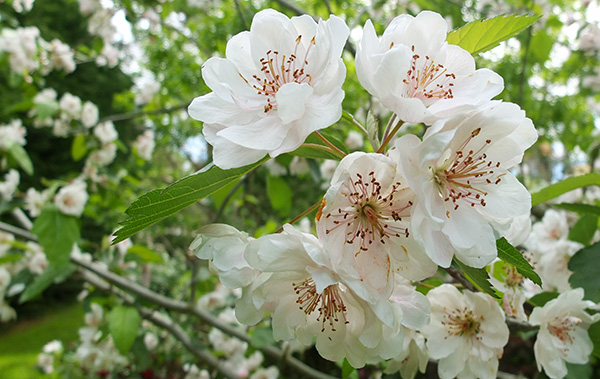  beautiful pink blossom. 