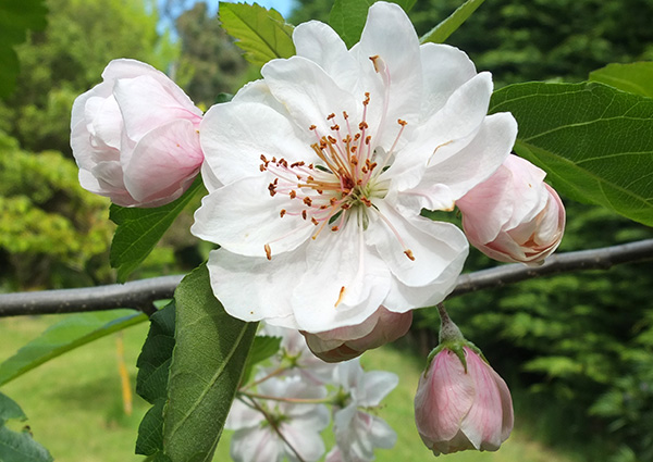  With large blossom flowers 