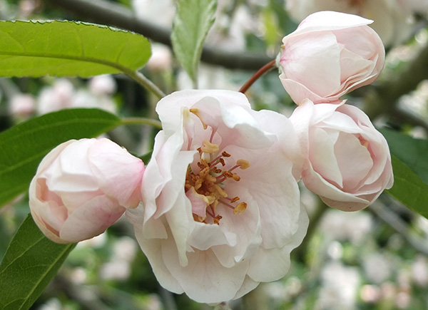  The flowers are just beginning to open. 