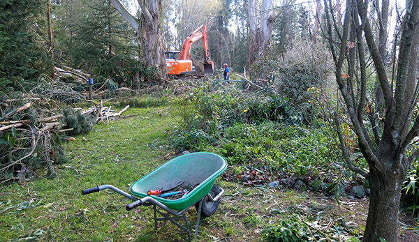  My trusty little wheelbarrow looks so small! 