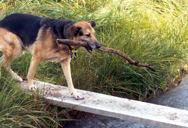  Taj-dog of Sherwood doesn't return sticks to anyone apart from Non-Gardening Partner. 