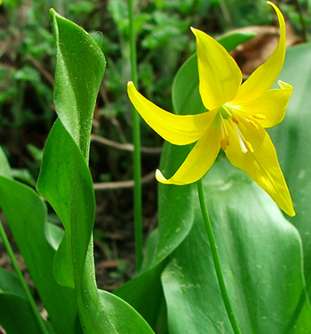  Bright yellow in spring. 