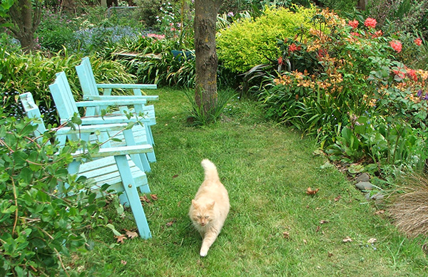  My beautiful fluffy caramel cat. 