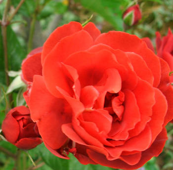  I've got three of these wonderful roses. 