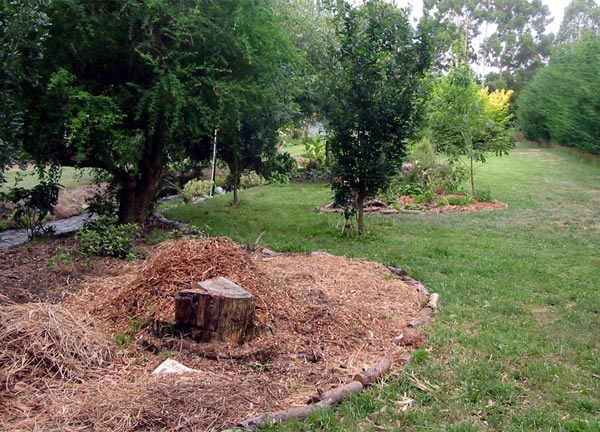 Planned for rhododendrons. Planned for rhododendrons.