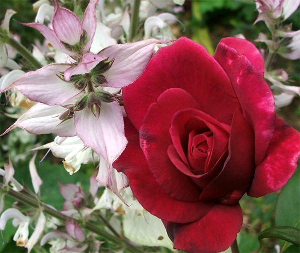  A beautiful pair of flowery friends. 