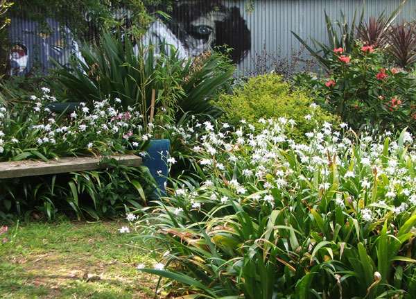  The Iris confusa is in full flower. 