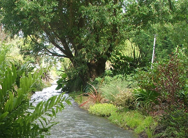  Willow tree and gardens. 