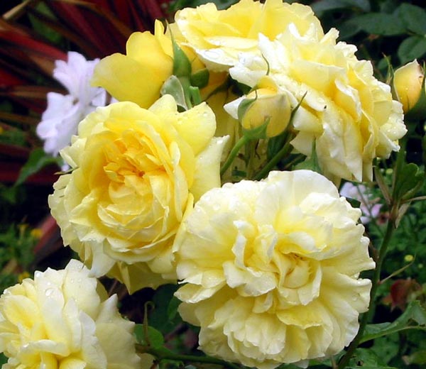 yellow roses pictures. Yellow Rose