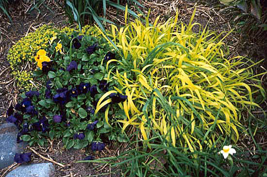 I enjoy the brightness of this perennial. I enjoy the brightness of this perennial.