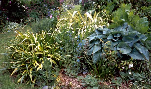 mixed plantings with the emphasis on foliage
