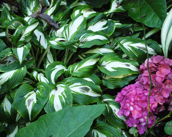  These hostas are the species variety. 