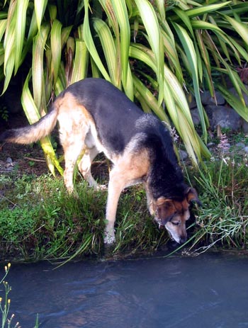  Please don't fall in the water race, Taj-dog! 