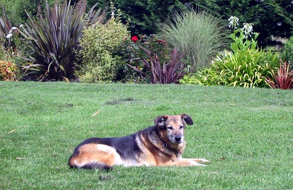  Taj-dog on the grass by the water race. 