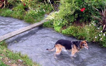  Taj-dog standing in the water race. 