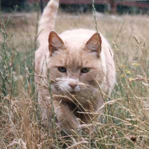  Gingerpuss slinking thru Frisbee Lawn Grass, probably trying to avoid Tajdog. 