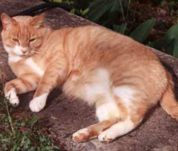  Gingerpuss lazing on a sunny path. 