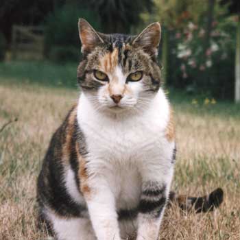  Lucky Puss on Frisbee Lawn. Her final resting place is in the background. 