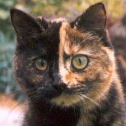  A Closeup of Mugsy the Cat's Face 