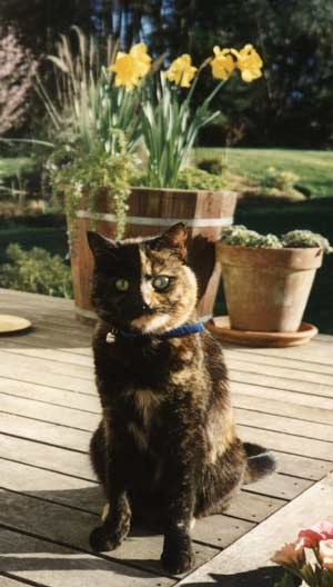  Daffy Mugsy the Cat waiting for breakfast 