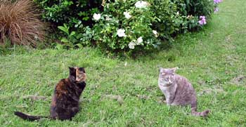  Two cats lured outside to look for dried cat food. 