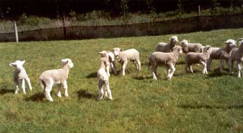  lambs keeping front paddocks grass down 