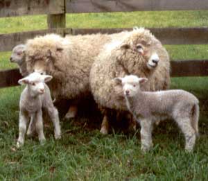  Lambs and sheep. 