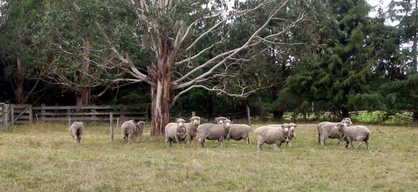Taking it easy under the gum tree. Taking it easy under the gum tree.