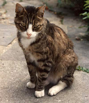  Slowpuss photographed at our old House up on the hill. 