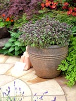 ceramic-pot-plant