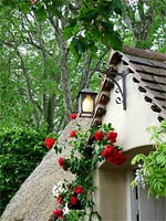 cottage-rose-climbers