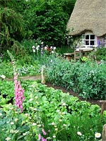 foxgloves-vegetable-patch