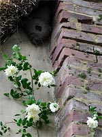 swallows-nest-climbing-rose