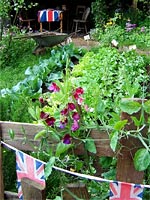 vegetable-patch