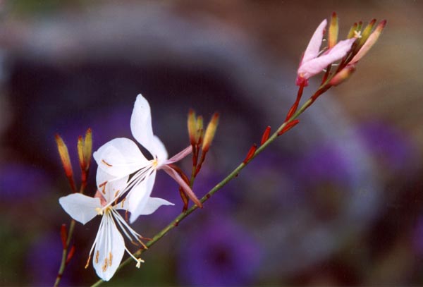 gaura flower and verbena white gaura flower and purple verbena