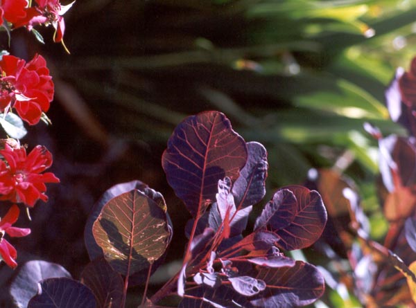 Purple smoke bush. Purple smoke bush.