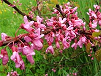 blossom-cercis-pink