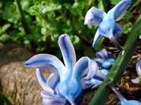 blue-hyacinth-green